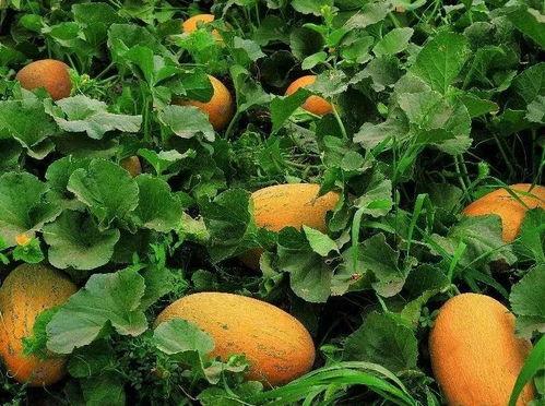 黑料吃瓜精品一区二